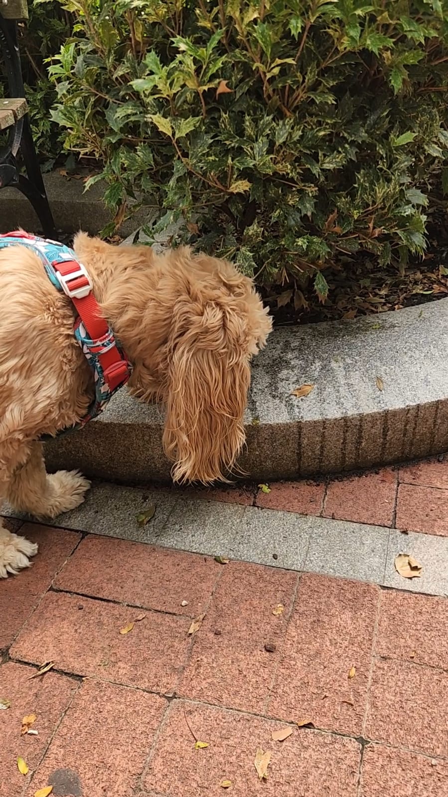 Balu the Cocker Spaniel dog wearing a handmade snoodie